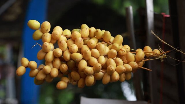 Fresh yellow dates branch harvested from local farm market