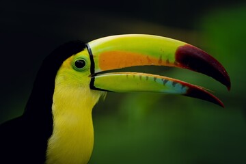 Obraz premium toucan on a green background