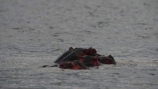 ンゴロンゴロ自然保護区の湖に浮かぶカバの群れ、水面から顔を出す野生動物（Hippos in Ngorongoro Conservation Area, Tanzania）