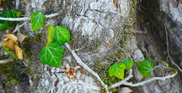 Bark of tree with green ivy leaves on rustic background in the forest, abstract nature wooden background