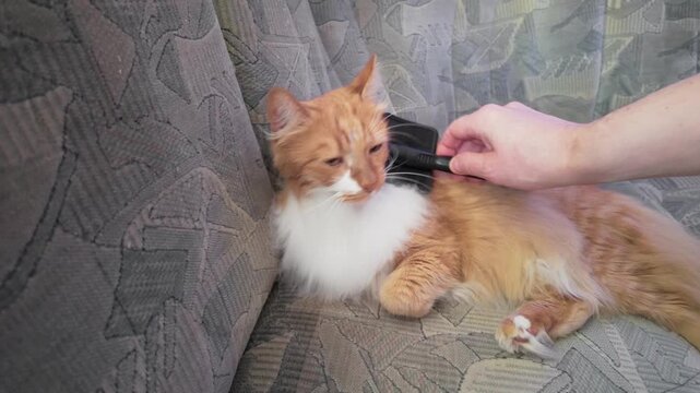 Man Brushing Fluffy Ginger Cat on Sofa for Domestic Pet Care Routine