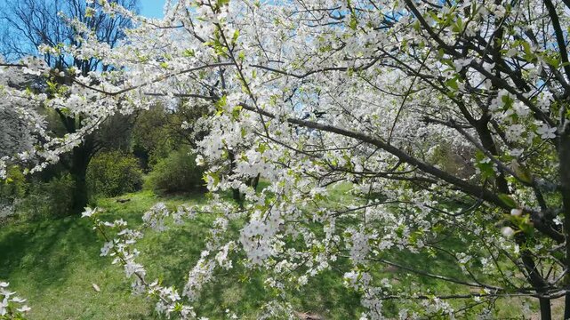 Blooming White Cherry Plum Tree Prunus Cerasifera In Sunny Spring Park