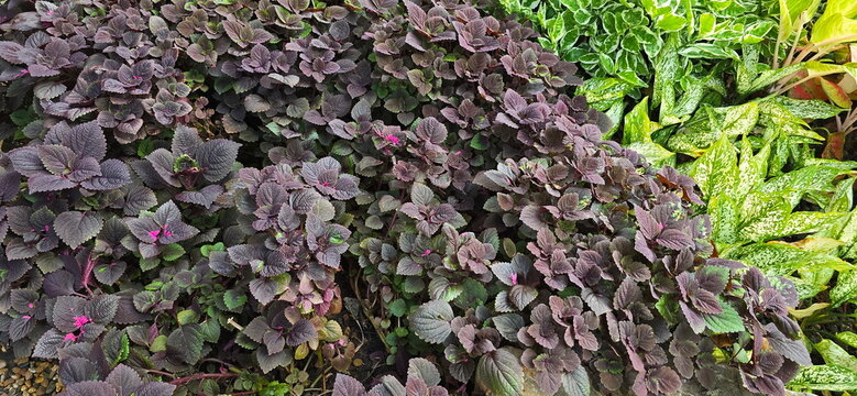 Coleus scutellarioides features deep purple&mdash;almost black&mdash;foliage accented with green and vibrant pink. To the right are Pedilanthus tithymaloides-Light green with variegated white edges, and Aglaonema
