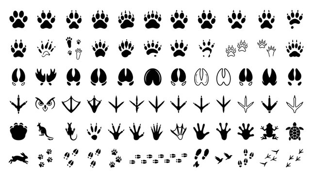 50 Animal and Bird Trail Icons Featuring Paw Prints Footprints Hooves Wildlife Tracks and Nature Trail Symbols Editable Vector Collection