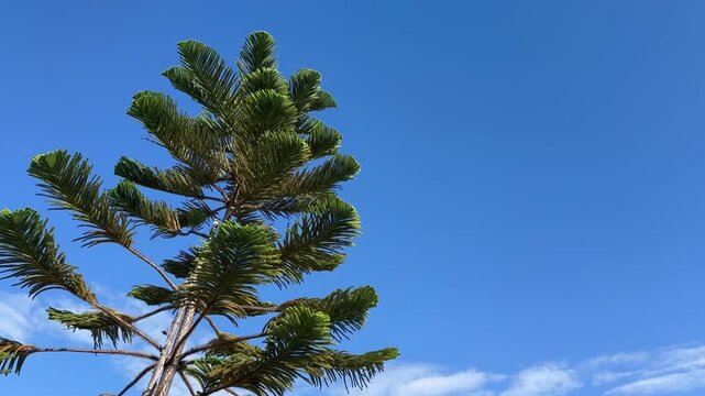 Static shot of a Norfolk Island pine swaying gently in bright sunlight against a blue sky with copy space.