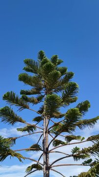 Static vertical shot of Norfolk Island pine swaying gently in a light breeze against blue sky.