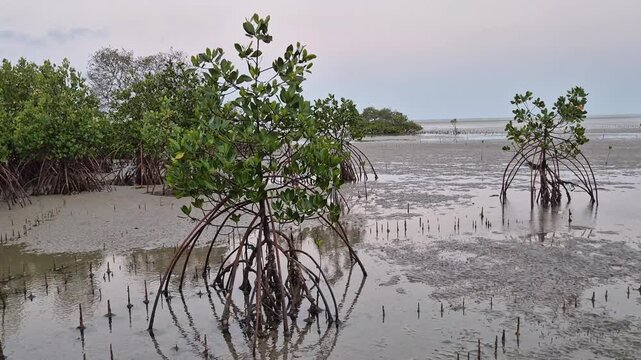 Landscape View of Mangrove Trees with Stilt Roots on a Coastal Mudflat at Low Tide