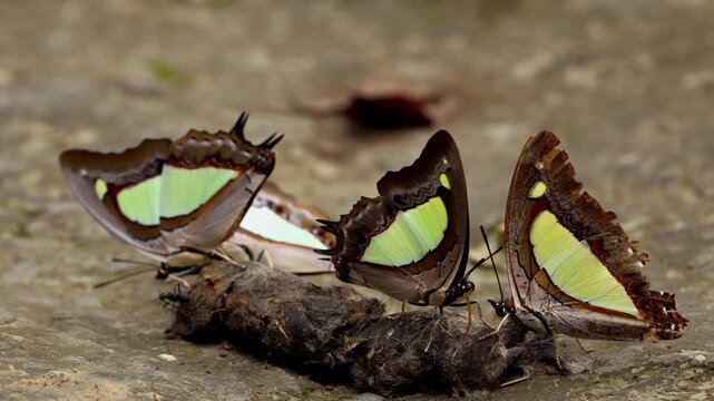 Multiple common nawab butterflies or Polyura athamas feeding on animal dung on the ground to obtain minerals, salts and other nutrients during the monsoon season in a natural forest habitat of India.