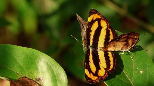Closeup view of a common lascar butterfly, Pantoporia hordonia, mating pair resting on a green leaf in a natural habitat during the monsoon season in Himachal Pradesh, India.