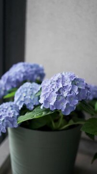 Close-up of beautiful blooming hydrangea macrophylla plants in stylish minimal pots, decorating a cozy outdoor terrace or balcony apartment area. 