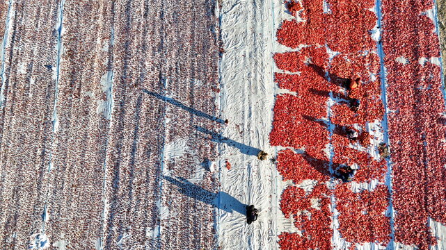 Aerial view of workers drying tomatoes on large white sheets in Eregli, Konya, Turkiye.