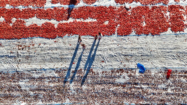 Aerial view of tomatoes drying on large white sheets in the sun with workers walking among the rows in Eregli, Konya, Turkey.