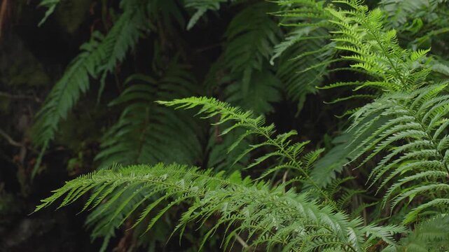 Detail of ferns growing on the banks of the Disa River at Betty&rsquo;s Bay. Lush riverine vegetation in the Western Cape, Whale Coast, Overberg, South Africa.