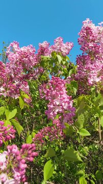 Pink Lilac Flowers Blooming In Spring Garden Against Blue Sky