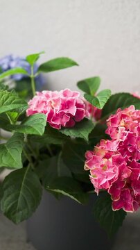 Close-up of beautiful blooming hydrangea macrophylla plants in stylish minimal pots, decorating a cozy outdoor terrace or balcony apartment area. 