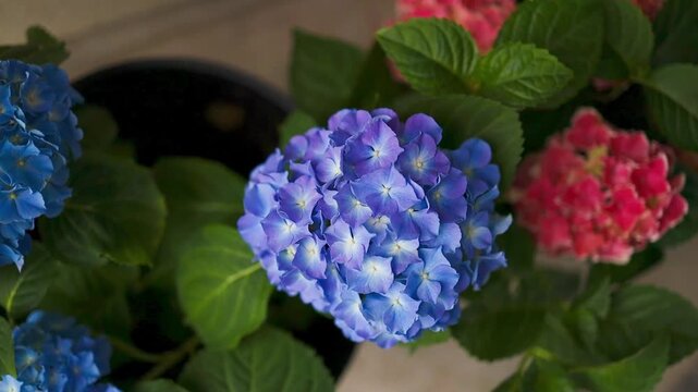 Close-up of beautiful blooming hydrangea macrophylla plants in stylish minimal pots, decorating a cozy outdoor terrace or balcony apartment area. 