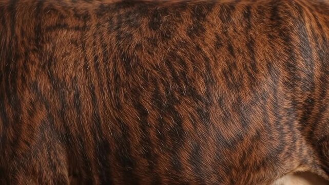 Close-up macro shot of a brindle dog's fur showing a unique striped pattern and short hair texture with detail