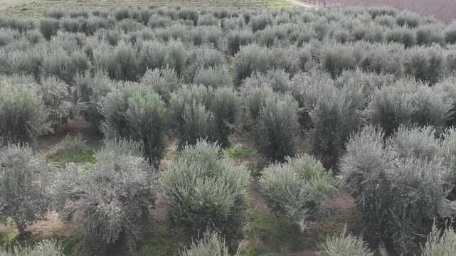 Olive Orchard With Rows Of Trees In Rural Countryside