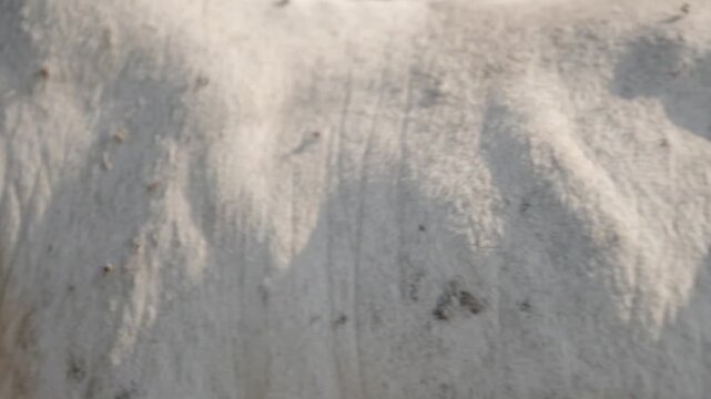 Extreme close up of white cow fur texture moving in natural daylight at a farm with subtle handheld pan motions
