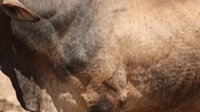 Static close-up of a Brahman bull with lumpy skin disease standing on a dry dusty ranch under bright sun light