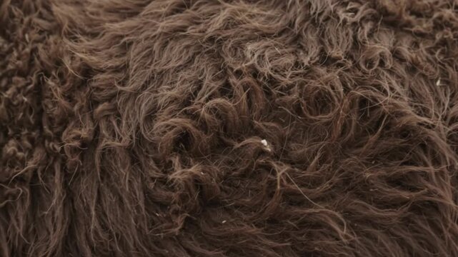 Macro shot of thick, matted brown animal hair with snow flakes in a cold outdoor environment with soft lighting