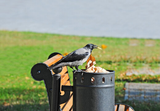 Crow on trash can with french fries in its beak