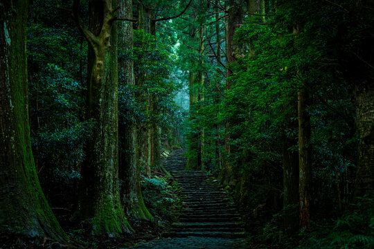 Misty Daimonzaka Path in Kumano Kodo World Heritage Site, Wakayama