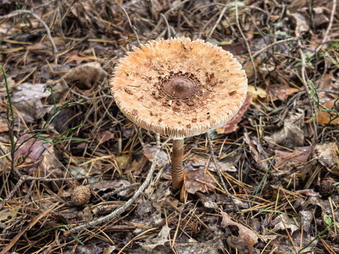 Edible parasol mushroom growing in wild autumn woods