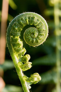 Close-up of a vibrant green fern fiddlehead unfurling in the soft light of an early morning sun