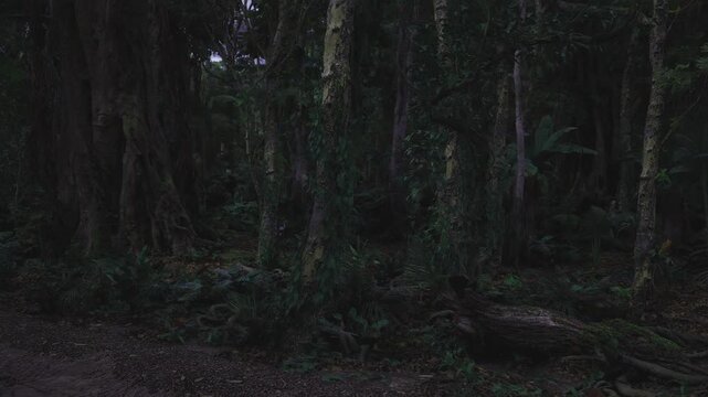 Winding forest path at dusk. Leafstrewn trail, low violet sky, quiet understory, bootprints leading into shadow, solo hiker pausing to listen.