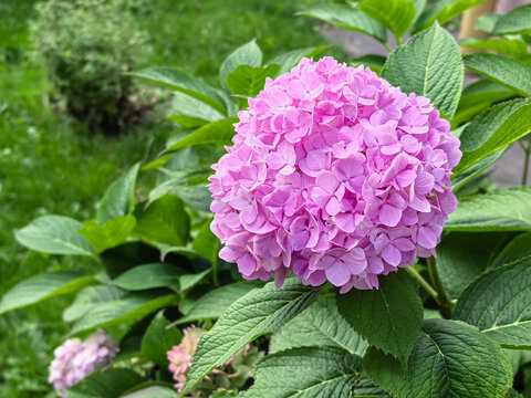 Vibrant Pink Hydrangea Blossom with Green Defocused Background
