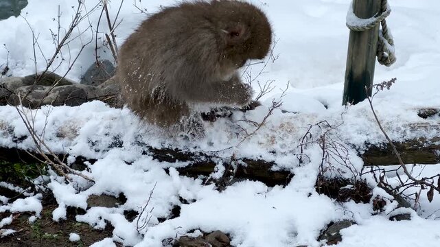 Japanese Macaque Foraging for Food in Snowy Winter Landscape