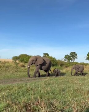 elephants in the wild
