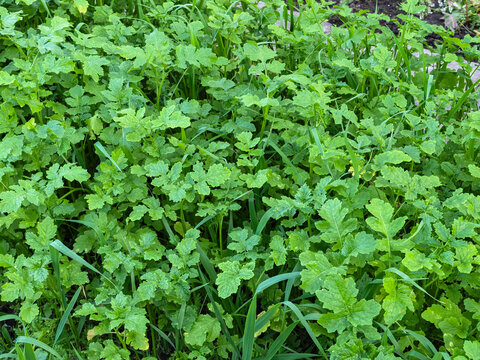 Young green mustard greens growing in outdoor garden