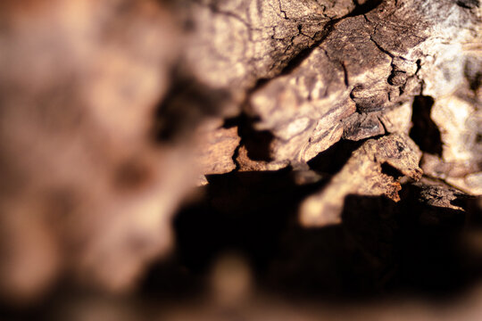 Aged wood bark texture showing rough surface, cracks, and natural patterns, creating an abstract background for design and nature concepts