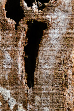Aged wood bark featuring deep shadows and intricate cracks, creating an abstract natural background with textured patterns and organic forms
