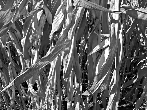 Monochromatic view of a cornfield with a dense foreground of stalks and dry leaves.
