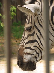 portrait of a zebra © Veronika