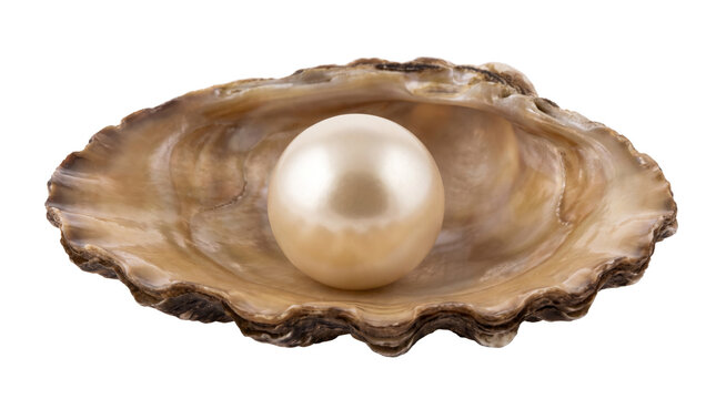 Lustrous cream pearl resting in an open oyster shell