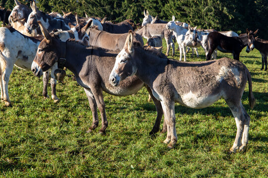 transhumance animals are moved to autumn pastures cows and sheep with the shepherds