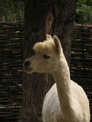 Obraz premium White Alpaca Portrait