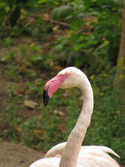 close up of a flamingo © Veronika