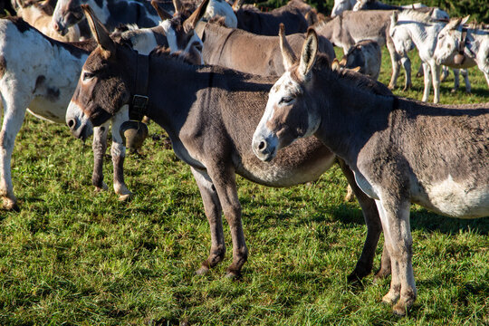 transhumance animals are moved to autumn pastures cows and sheep with the shepherds
