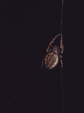 A Walnut Orbweaver spider 'Nuctenea umbratica' starting to build a new web