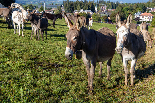 transhumance animals are moved to autumn pastures cows and sheep with the shepherds