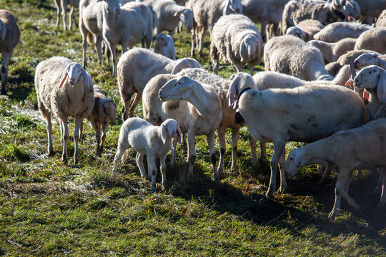transhumance animals are moved to autumn pastures cows and sheep with the shepherds