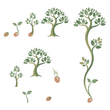 Stages of tree growth from seed to seedling and mature plant illustration with development seedling evolution botanical agriculture gardening