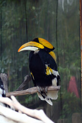 Majestic great hornbill perched on a branch © Sonya