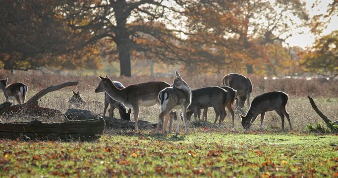 Wild deer herd grazing on grass and fallen leaves in a natural environment with trees showing autumn foliage in the background, creating a peaceful wildlife scene