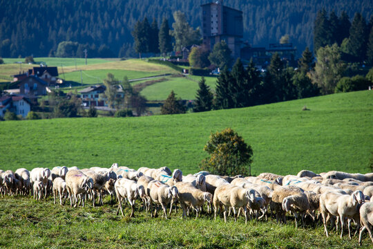 transhumance animals are moved to autumn pastures cows and sheep with the shepherds